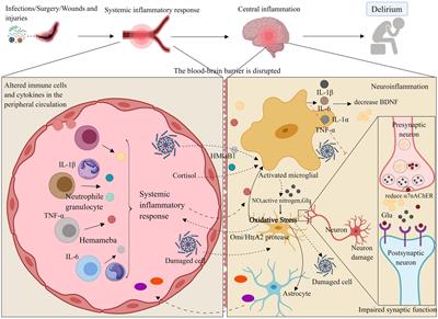 Mechanisms underlying delirium in patients with critical illness